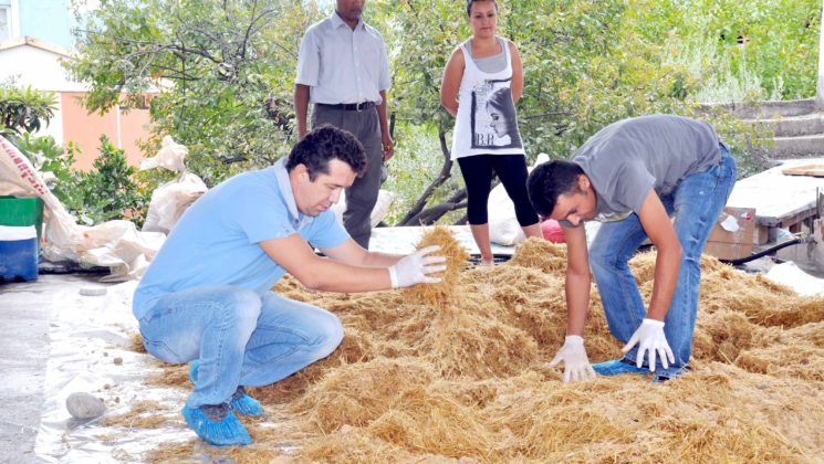 Ek iş yapmak isteyenlerin umudu “Kayın mantarı”