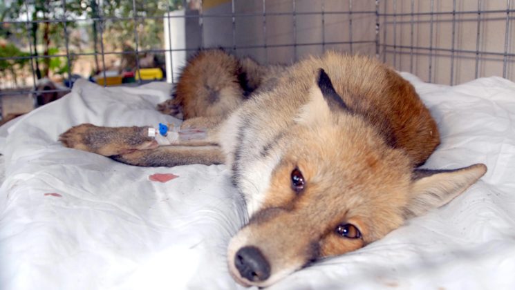 Uykusuz Tilki tedavi altında