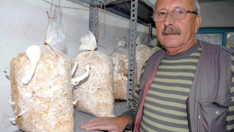 Kayın mantarı üretimi başladı