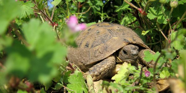 BENEKLİ KAPLUMBAĞALARI KORUMA SEMİNERİ