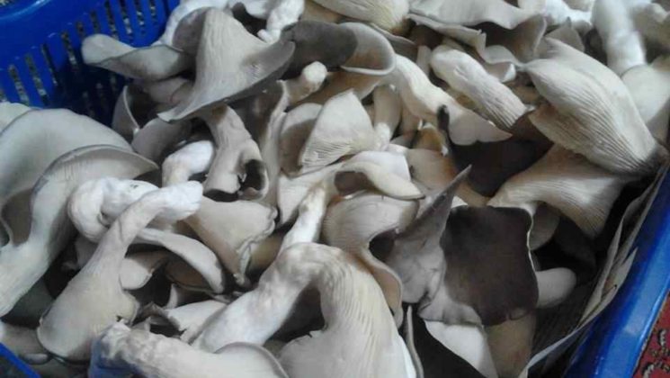 DALAMAN’DA İSTİRİDYE  MANTARI