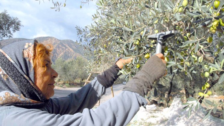 Zeytinde rekolte düştü
