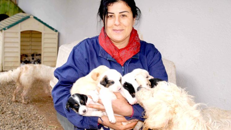 Yağışlı hava sokak hayvanlarını da etkiledi