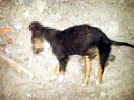 Yavru köpeğin kafasına  vurarak öldürüldüğü iddiası