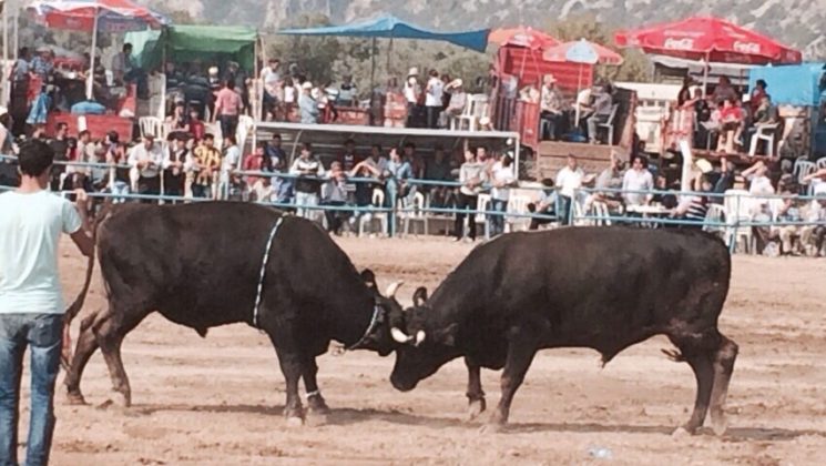 BOĞALAR ÖREN’DE GÜREŞTİ