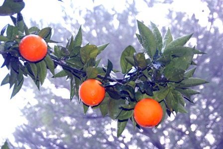 TİGEM’den Valencia portakal ihalesi