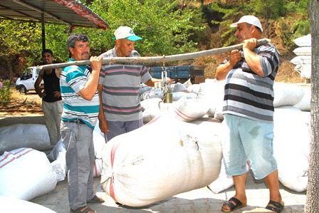 Muğla’da kekik ve adaçayında hasat