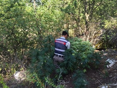 Seydikemerde kenevir ve esrar kaçakçılığı