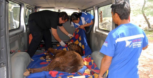Yaralı eşek kurtarıldı