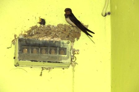 KIRLANGICIN İNADI GALİP GELDİ