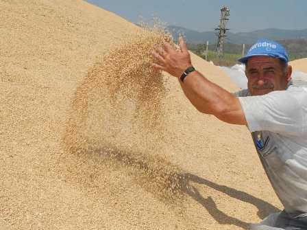 TİGEM’den Buğday ve Dane Mısır ihalesi