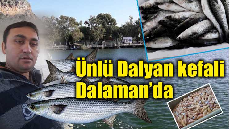 Ünlü Dalyan kefali Dalaman’da