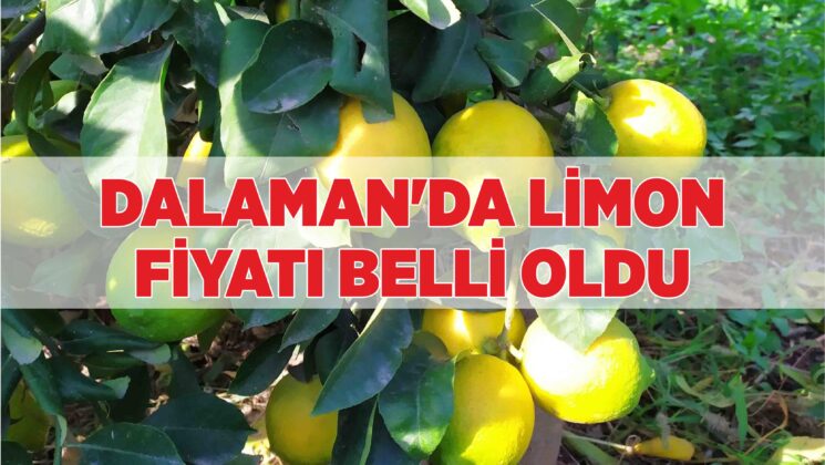 DALAMAN’DA LİMON FİYATI BELLİ OLDU