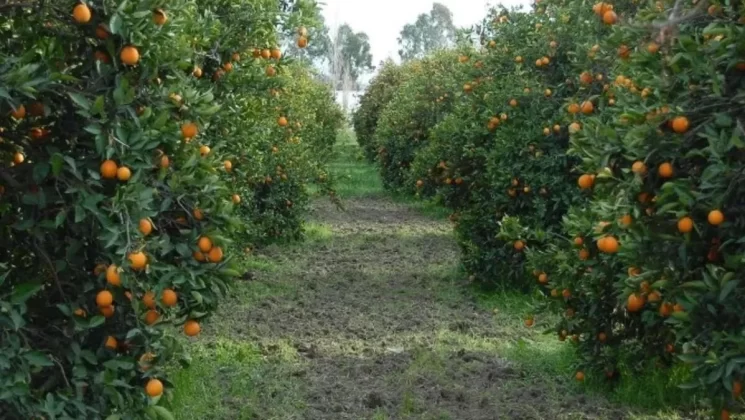 Dalaman TİGEM’de Mandalina 9,20’den satıldı