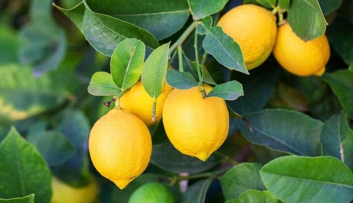 ÇİFTÇİNİN TÜCCARDAKİGÖZÜ 2. İHALEYE KALDI