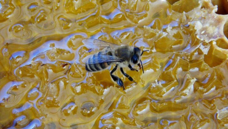 Çam balı rekoltesinde beklentiler sınıfta kaldı