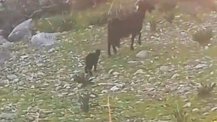 KEÇİ YAVRUSU İLE KURTARICISININ GÜLDÜREN DİYALOĞU