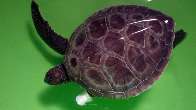 WhatsApp Image 2024 01 24 at 17.12.20 - Hayalet ağa dolanan yavru kaplumbağa tedaviye alındı