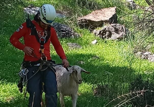 Kayalıklarda mahsur kalan keçi ile yavrusu kurtarıldı
