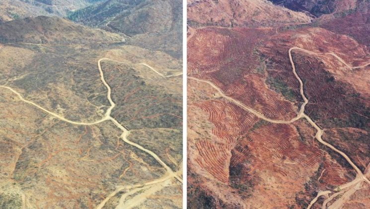 Yangında zarar gören 900 hektar alanda ağaçlandırma çalışması yapıldı