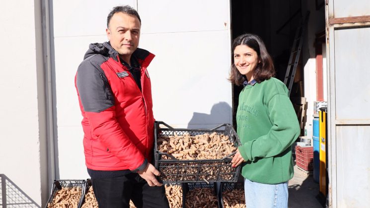 ZERDEÇAL VE ZENCEFİL ÜRETİMİNE BÜYÜK İLGİ