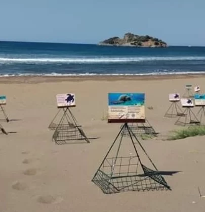 İztuzu Sahili’nde caretta caretta yuvası sayısı 700’e yaklaştı