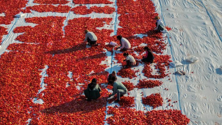 Hazirandaki yüksek sıcaklıklar domateste kurutma mesaisini erkene çekti