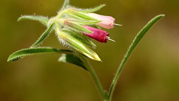 Sosyal medyada gördüğü bitkinin izini sürüp yeni tür olarak literatüre kazandırdı