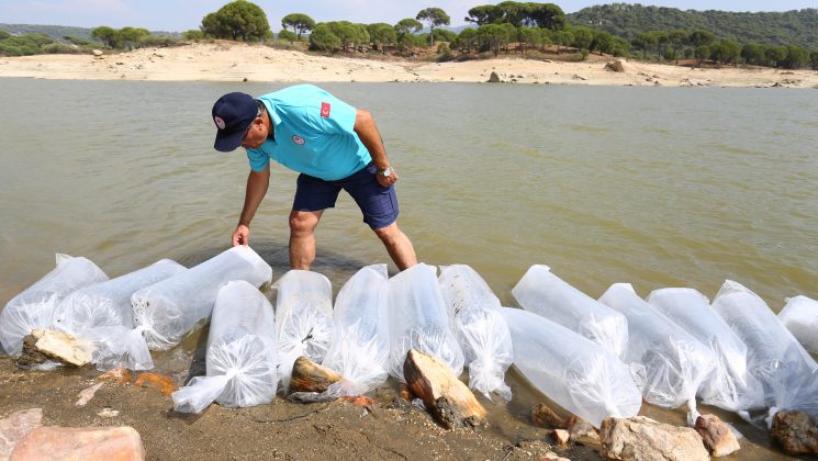 370 bin sazan yavrusu sulara bırakıldı
