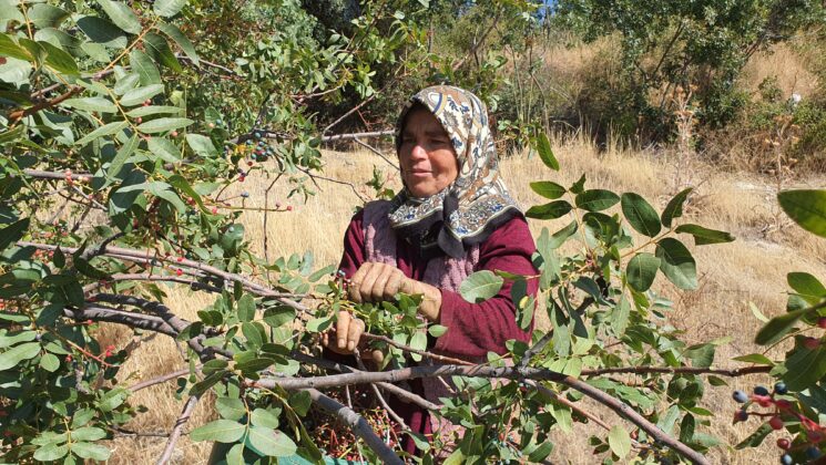 Çitlembikler toplanmaya başlandı