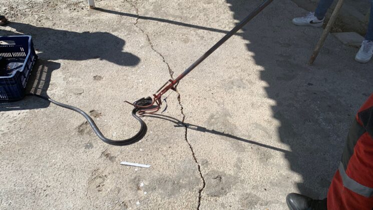 Kutuya sıkışan yılan kurtarıldı