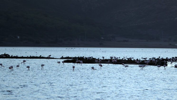 Muğla’daki Tuzla Sulak Alanı’nda göçmen kuş yoğunluğu yaşanıyor