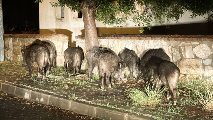 Aç kalan yaban domuzları yiyecek aradı