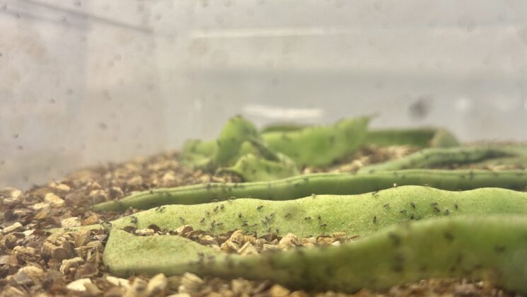 “Avcı böcekler” ihraç ediliyor