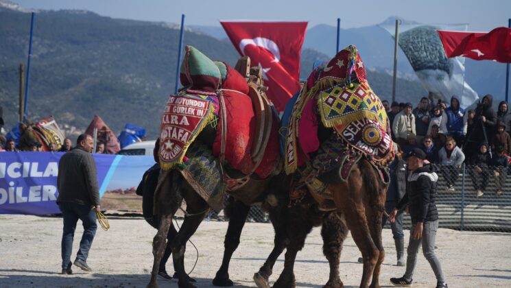 MİLAS’TA DEVE GÜREŞİ YAPILDI