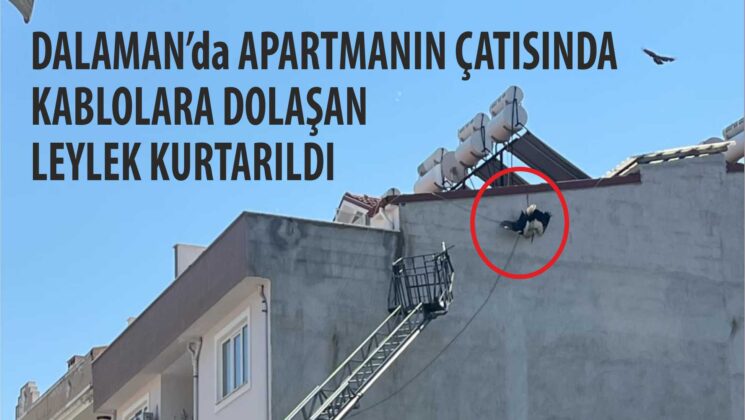 DALAMAN’da APARTMANIN ÇATISINDAKABLOLARA DOLAŞANLEYLEK KURTARILDI